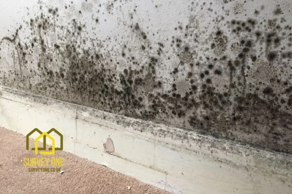 What’s the First Step to Take When You Notice Damp on a Party Wall Warrington?